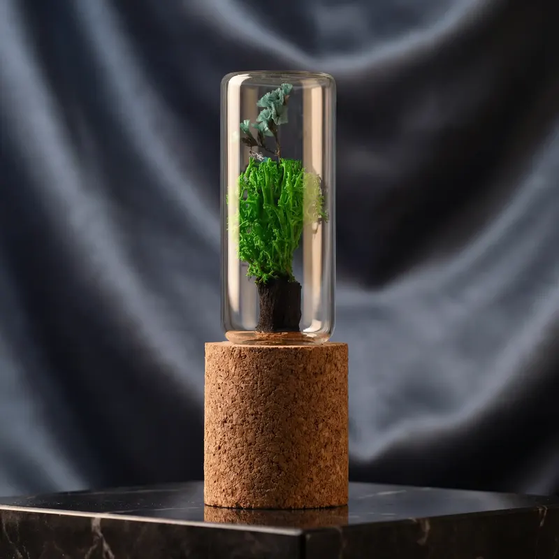 Forest Pod with preserved moss under glass on a cork base
