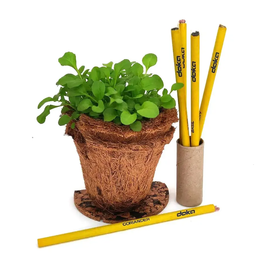 DOKA-branded plantable pencils in a coir pot with growing plant, by bioQ