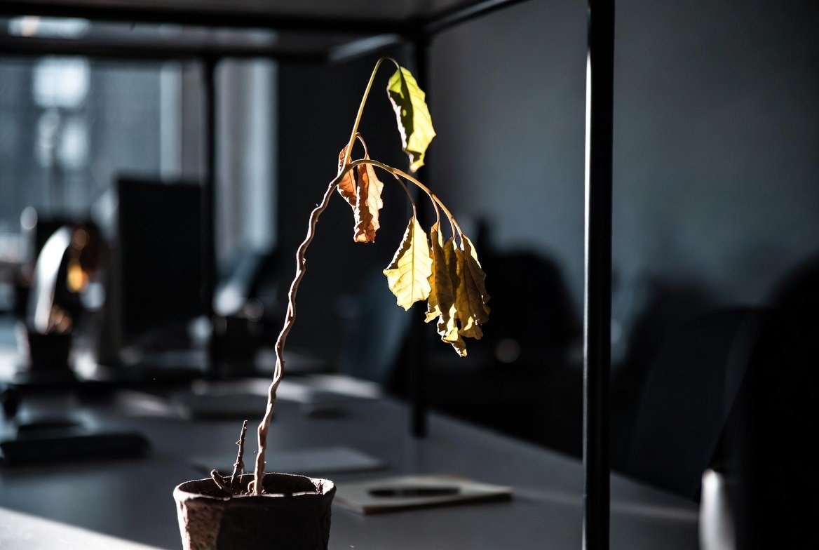 Dying plant on desk