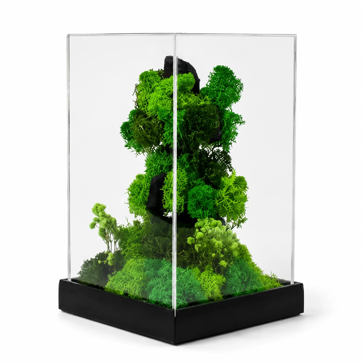 Preserved botanical desk piece