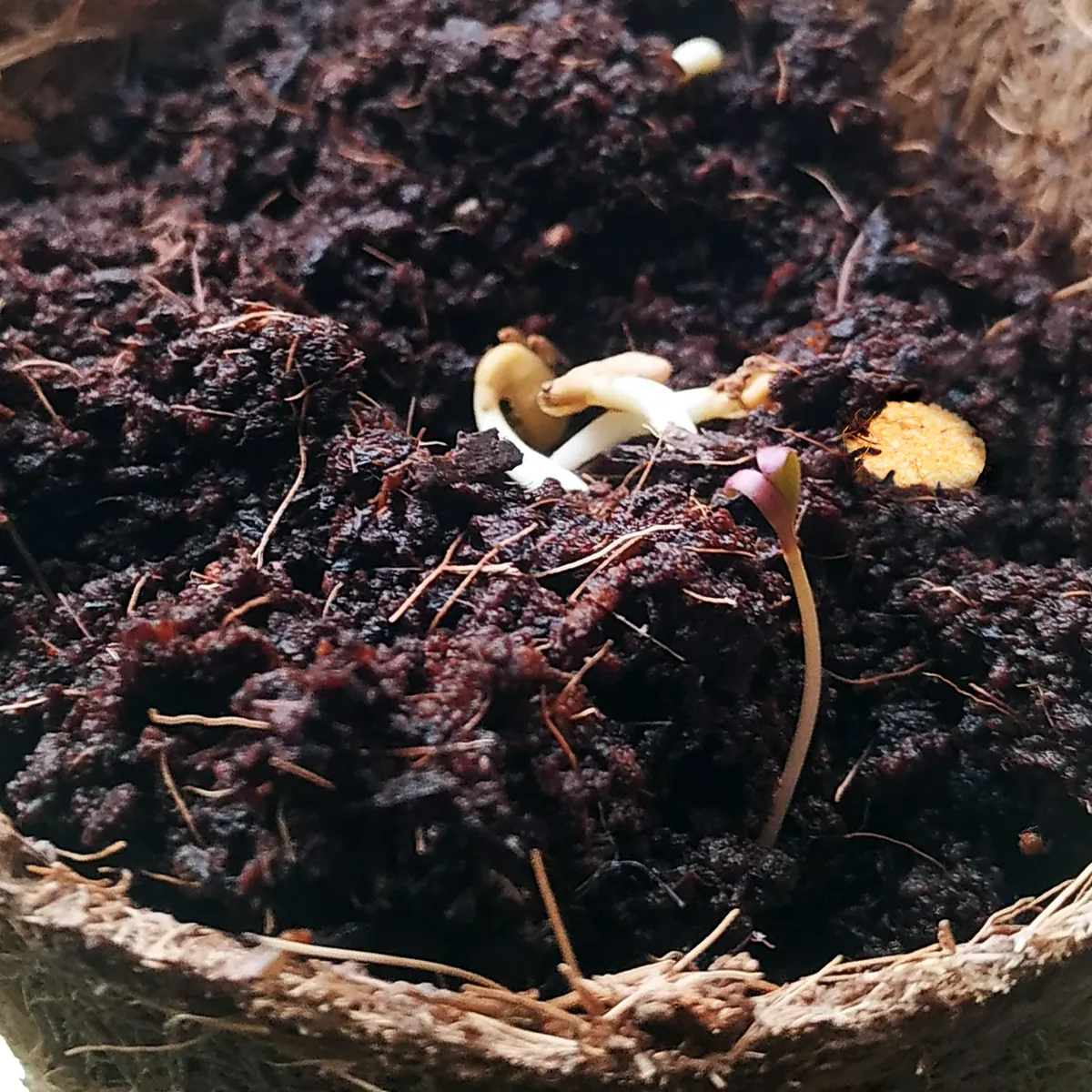 Seeds germinating in soil