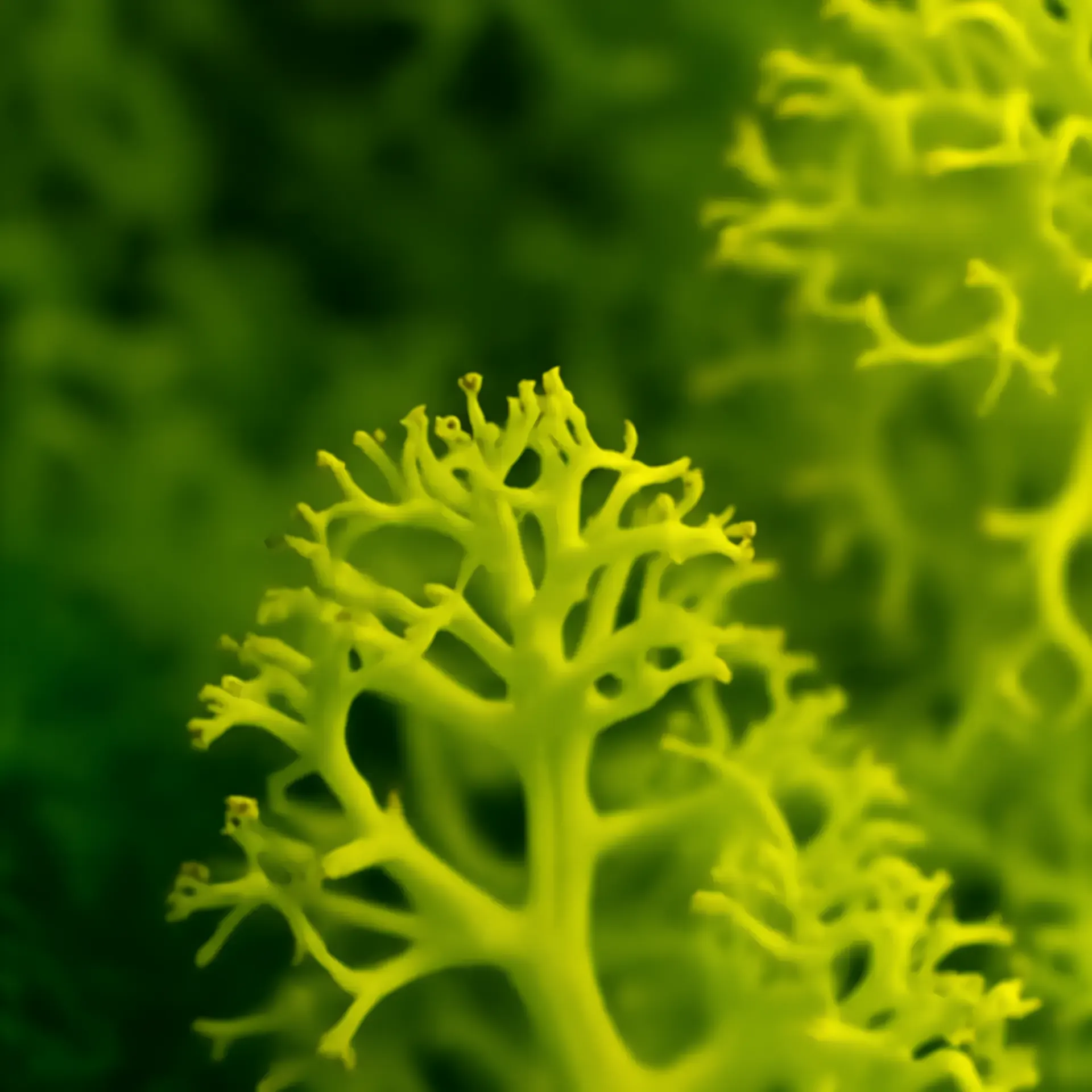 Preserved reindeer moss, close up, lit from the side