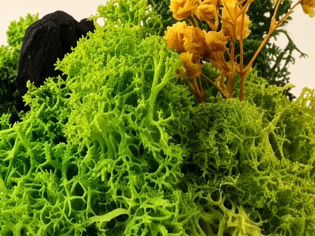 Preserved moss and dried yellow flowers, close up