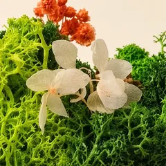 Preserved white flowers and red blooms set in moss, close up
