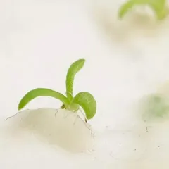 A seedling coming up through planted seed paper, close up