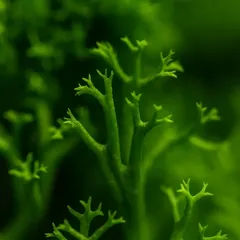 Strands of preserved reindeer moss, close up
