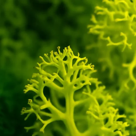 Preserved reindeer moss, close up