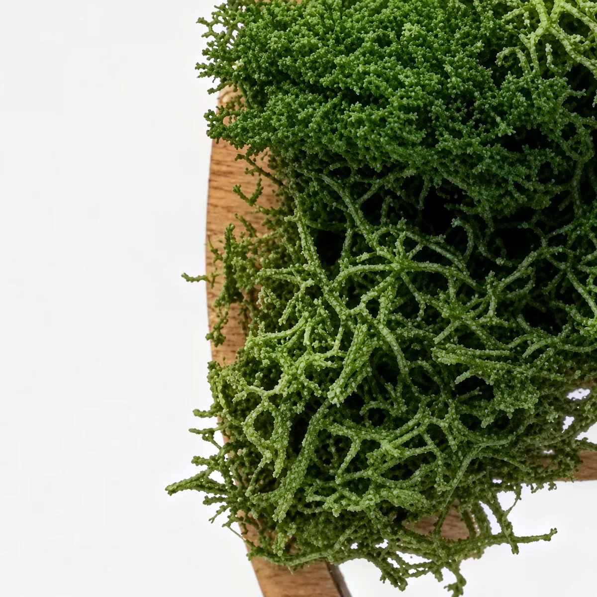 Close-up of preserved moss spilling over the left edge of the wooden ring