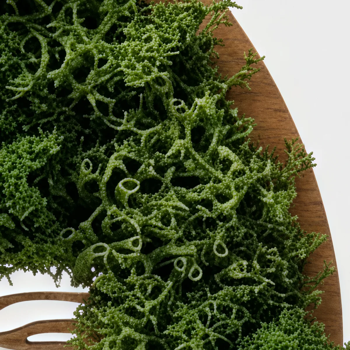 Close-up of preserved moss along the right edge of the wooden ring