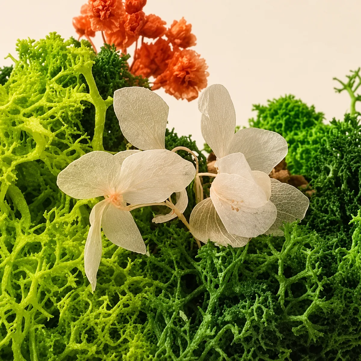Close-up of two preserved cream flowers resting on moss, orange flowers behind them