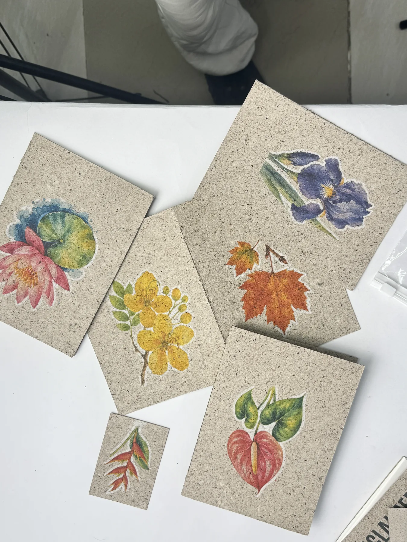 Real printed botanical studies on Jalkumbhi paper