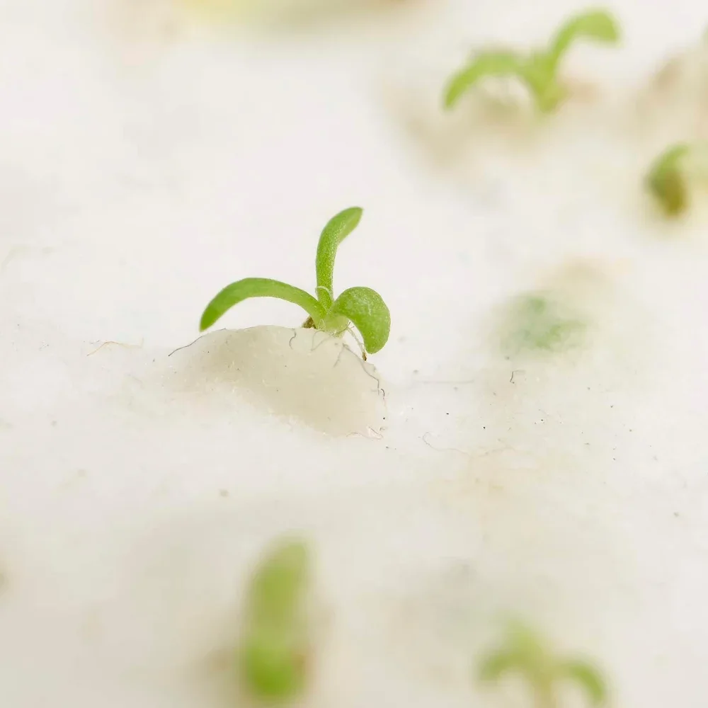 Early green shoots emerging through planted seed paper