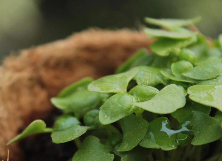Young seedlings representing the beginning of bioQ